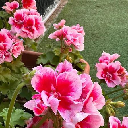 Holiday home La Violetta Camerano